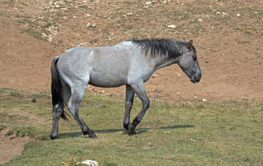 Blue Roan yearling colt wild horse at the water hole in the Pryor Mountains Wild Horse Range in...