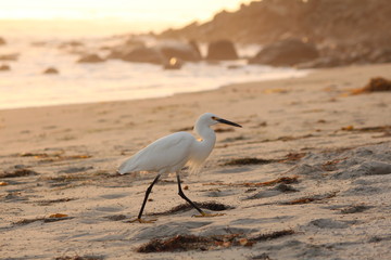 Bird on the Beach