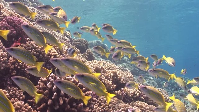school of tropical blue striped snappers swim over coral reef