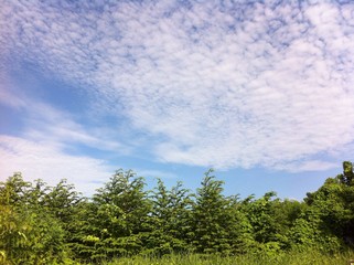 bluesky at forest