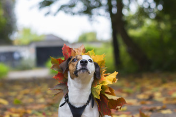 Jack Russell in autumn