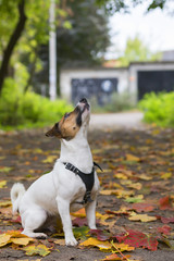Jack Russell in autumn