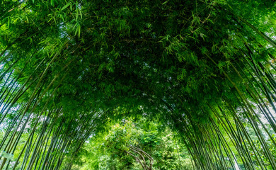Green bamboo arch