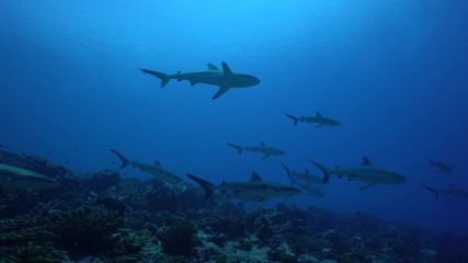 group of grey reef  of sharks on a tropical coral reef in French Polynesia