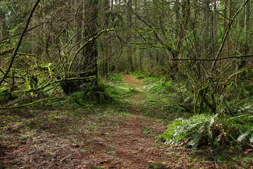 a picture of an Pacific Northwest forest trail