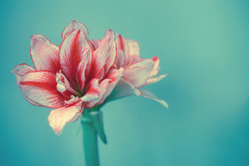close up beautiful white and pink hippeastrum amaryllis flower on green background with copy space. flower decoration concept and minimal creative colour pop-art style.