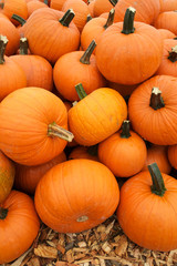 Orange pumpkins in pile