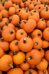 Orange pumpkins in pile