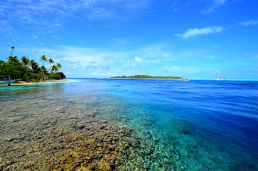 corail dans la passe de fakarava tahiti polynésie française