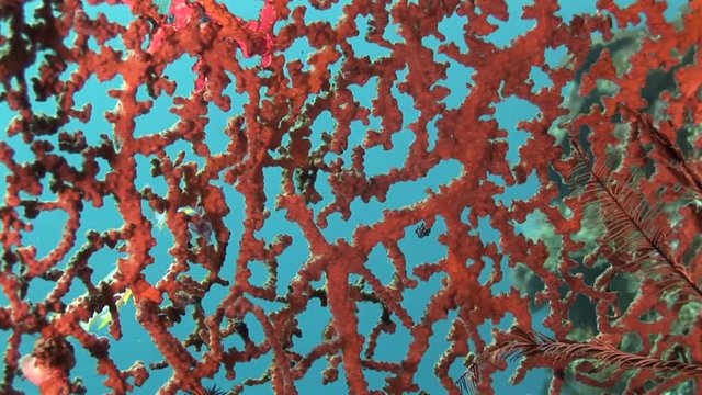 Beautiful coral in tropical reef, close up