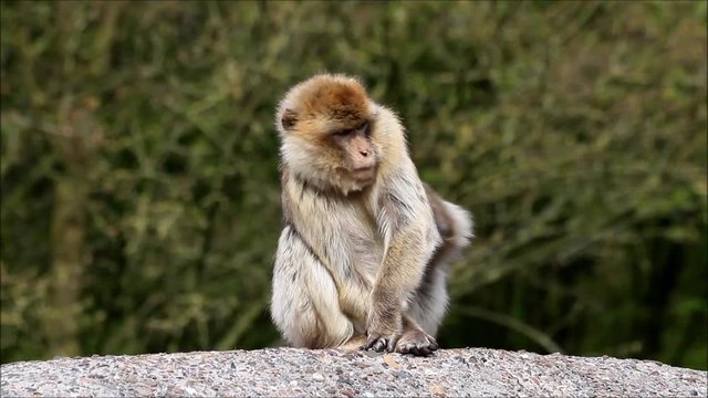 monkey sitting on a rock, Macaca sylvanus 
