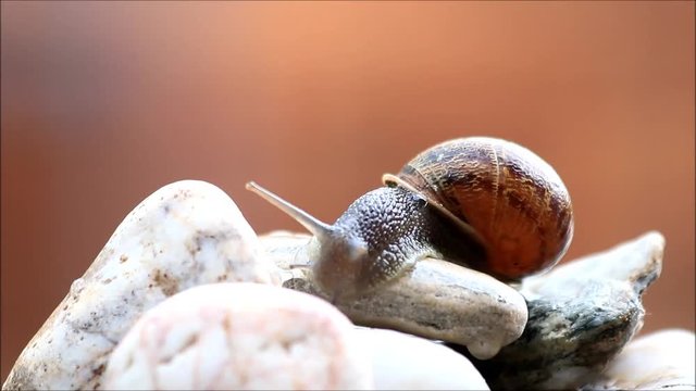 snail helix pomatia crawling over stones, time lapse
