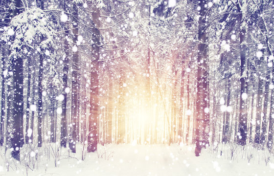 Snowfall in winter forest. Sunrise in frosty snowy forest. Christmas and New Year scene with snowflakes. Xmas background