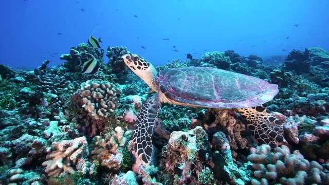 Hawksbill  turtle swims over tropical coral reef in French Polynesia