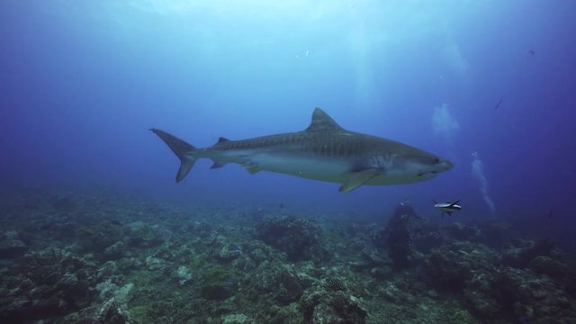 Lone tiger shark swims over reef
