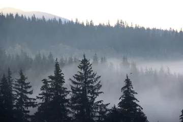Fototapete Wald im Nebel Karpaten