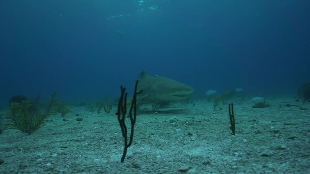 lemon shark covered with remoras swims above seafloor, Bahamas