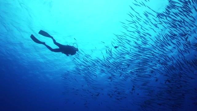 Scuba diver swims up to school of fish, French Polynesia