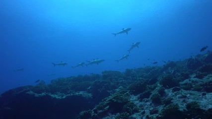 School  of grey reef sharks on a tropical coral reef, French Polynesia