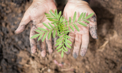 hand holding green leaves plant, marigold