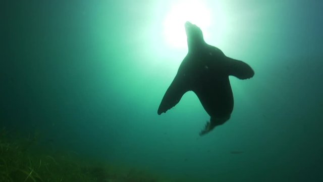 sea lions, seal swims above ocean floor, POV