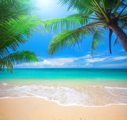 Fototapeta na wymiar Palm and tropical beach