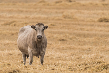 Cattle on the Prairies in Autumn 