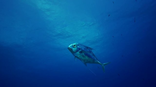 Exotic tropical african pompano fish swims in open ocean, French Polynesia