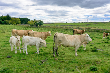 Naklejka na ściany i meble Cowns grazing freely in Northern Scotland Grampians region