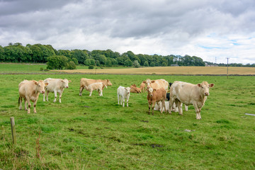 Fototapeta na wymiar Cowns grazing freely in Northern Scotland Grampians region
