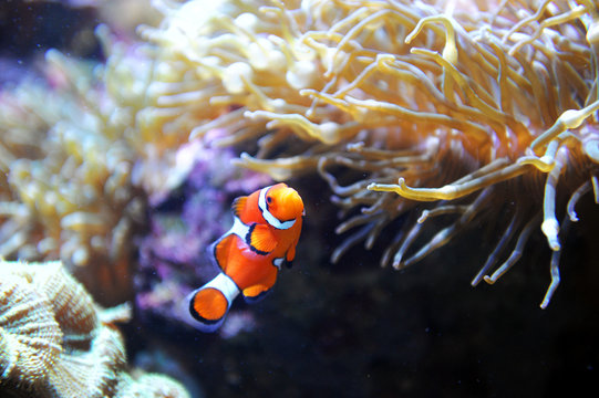 red clown fish in the coral reef
