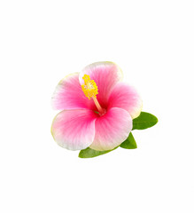 Fototapeta na wymiar Hibiscus flower isolated on white background