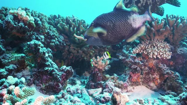 Tropical titan trigger fish feeding on star fish on a coral reef  in French Polynesia , POV