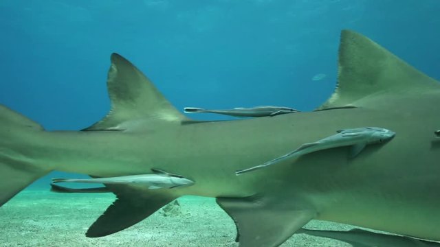 Shark with remoras swims in shallow water, Bahamas