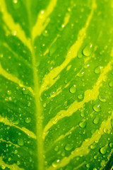 Drops on the leaves.