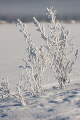 plants in winter