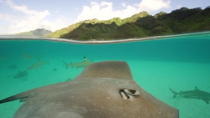 Slow motion split shot of blacktip reef sharks and sting rays, half underwater, half above water - Powered by Adobe