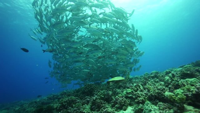 Large school of big eye jack fish swarm over coral reef in French Polynesia