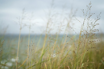 landscape behind the spikes