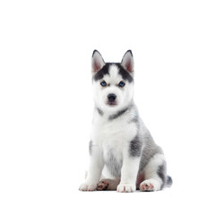 Studio portrait of cute siberian husky dog with blue eyes, gray and black fur, sitting on floor in studio and looking at camera. Funny little puppy like wolf. Isolated on white. Real animal friend.