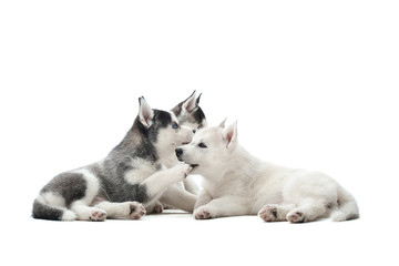 Three different color of fur pretty puppies of siberian husky dog, black, white and gray with blue eyes, resting and playing with each other. Cute little pets  waiting for food, lying on floor.