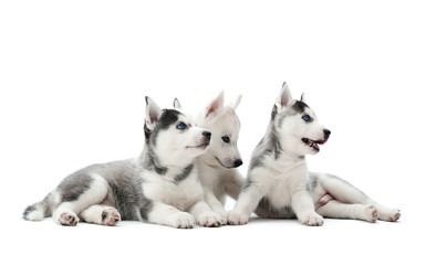 Three carried puppies of siberian husky dogs playing, sitting at studio on floor, lying, waiting for food, looking away. Pretty, cute group dogs with white and gray fur, blue eyes, like woolf.