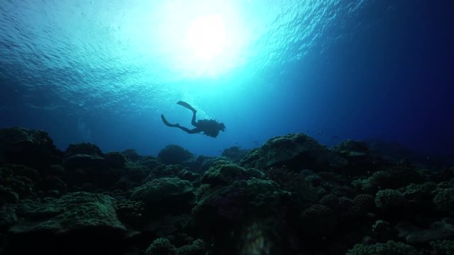 French Polynesia, scuba diver swims over reef