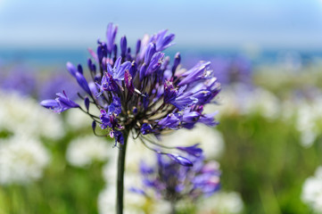 A field of Triteleia laxa
