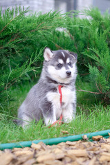 Naklejka na ściany i meble Portrait of a Siberian Husky puppy walking in the yard. Little cute puppy of Siberian husky dog outdoors