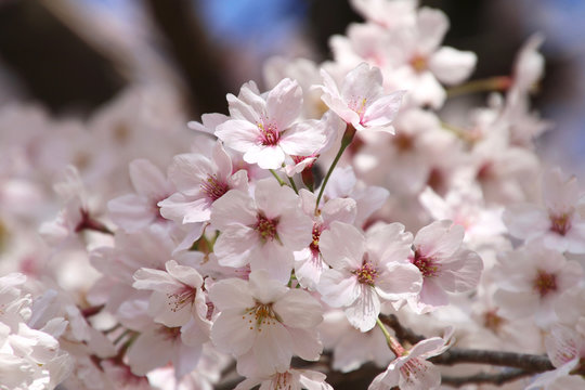 平中央公園の桜（福島県・いわき市）