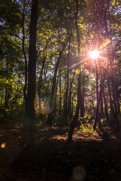 Sun rays passing through the trees. © Patrik Vališ