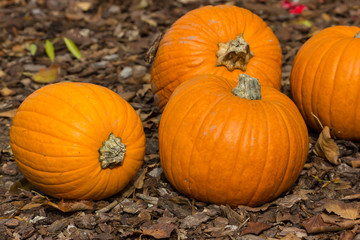 Orange pumpkins for Halloween Party