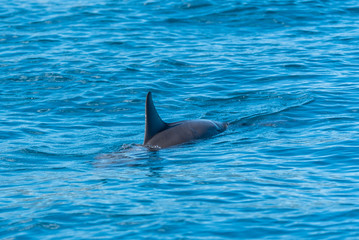 Obraz premium Spinner dolphin, Stenella longirostris, dolphin swimming in Pacific ocean 