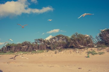 Sandy beach and seagulls on Baltic sea coast, Poland